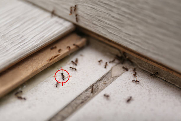 Best Ant Control Services  in Marina Del Rey, CA