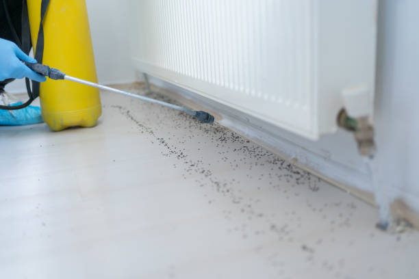 Best Affordable Pest Control Services  in Marina Del Rey, CA